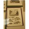 Image 4 : lot of 5 early pictures of fish, walruses, seals, manna rays and sharks (3)