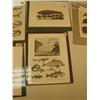 Image 5 : lot of 5 early pictures of fish, walruses, seals, manna rays and sharks (3)