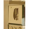 Image 6 : lot of 5 early pictures of fish, walruses, seals, manna rays and sharks (3)