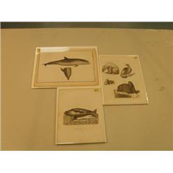 lot of three early pictures: whale, walrus polar bear, harpers seal (3)