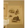 Image 4 : lot of three early pictures: whale, walrus polar bear, harpers seal (3)