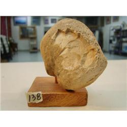 4" Fossilized whale ear drum (3)