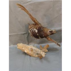 mounted ptarmigan in summer plumage (110)