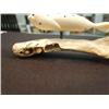 Image 2 : 3.5" spotted ivory seal with inset baleen mounted on a jawbone from a baby walrus, Aningayou from Sa