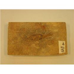 Choice on three fish fossils (3)