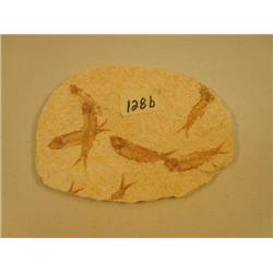 Choice on three fish fossils (3)