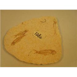 Choice on three fish fossils (3)