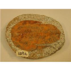 CHOICE ON 3: Big 8-10" fossil (3)