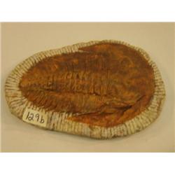 CHOICE ON 3: Big 8-10" fossil (3)