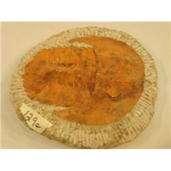 CHOICE ON 3: Big 8-10" fossil (3)