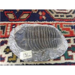 CHOICE ON 2: 5-6" fossil (3)