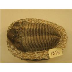 CHOICE ON 2: 5-6" fossil (3)