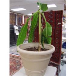 Large Banana Tree (241  )