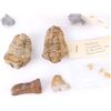 Image 2 : ANCIENT ASSORTED FOSSILIZED ANIMAL/PLANTS - (18)