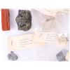 Image 5 : ANCIENT ASSORTED FOSSILIZED ANIMAL/PLANTS - (18)