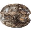 Image 3 : Massive wooden pulley with sheave intact, ex-pirate ship Golden Fleece (1686).
