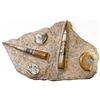 Image 1 : Large matrix of ammonite and orthoceras fossils, Devonian period, approx. 470 to 360 million years o