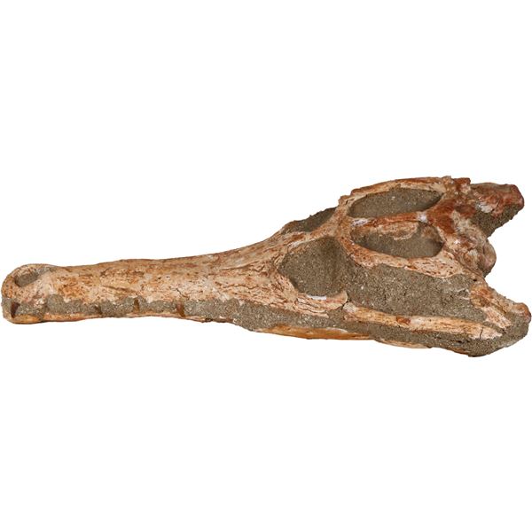 Fossilized crocodile skull, Cretaceous period, approx. 145 to 66 million years old, species Dyrosaur