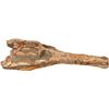 Image 2 : Fossilized crocodile skull, Cretaceous period, approx. 145 to 66 million years old, species Dyrosaur