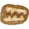 Image 1 : Fossilized mosasaurus jawbone, Cretaceous period, approx. 65 million years old, found in Morocco.