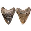 Image 1 : Megalodon (giant shark) tooth, Miocene epoch, approx. 15 to 5 million years old, found off the Atlan