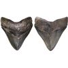 Image 1 : Megalodon (giant shark) tooth, Miocene epoch, approx. 15 to 5 million years old, found off the Atlan