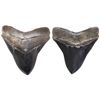 Image 1 : Megalodon (giant shark) tooth, Miocene epoch, approx. 15 to 5 million years old, found off the Atlan