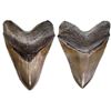 Image 1 : Megalodon (giant shark) tooth, Miocene epoch, approx. 15 to 5 million years old, found off the Atlan