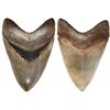 Image 1 : Megalodon (giant shark) tooth, Miocene epoch, approx. 15 to 5 million years old, found off the Atlan
