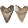 Image 1 : Megalodon (giant shark) tooth, Miocene epoch, approx. 15 to 5 million years old, found off the Atlan