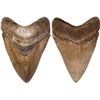 Image 1 : Megalodon (giant shark) tooth, Miocene epoch, approx. 15 to 5 million years old, found off the Atlan