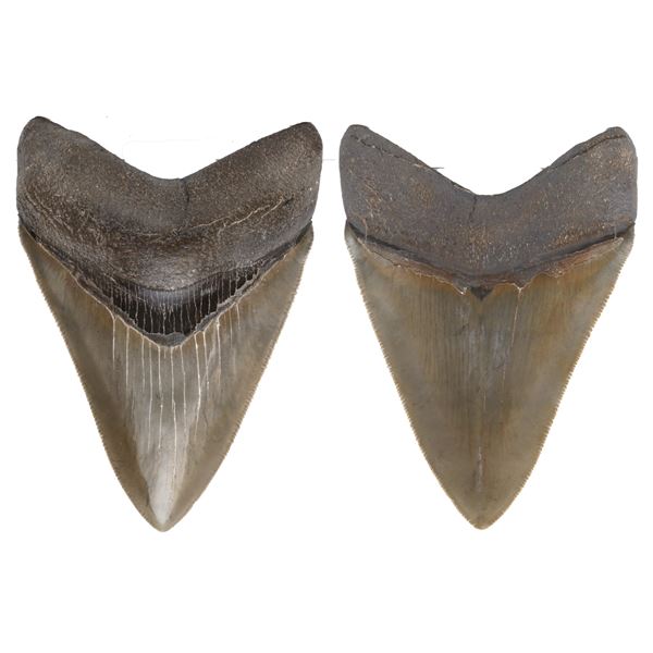 Megalodon (giant shark) tooth, Miocene epoch, approx. 15 to 5 million years old, found off the Atlan