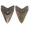 Image 1 : Megalodon (giant shark) tooth, Miocene epoch, approx. 15 to 5 million years old, found off the Atlan