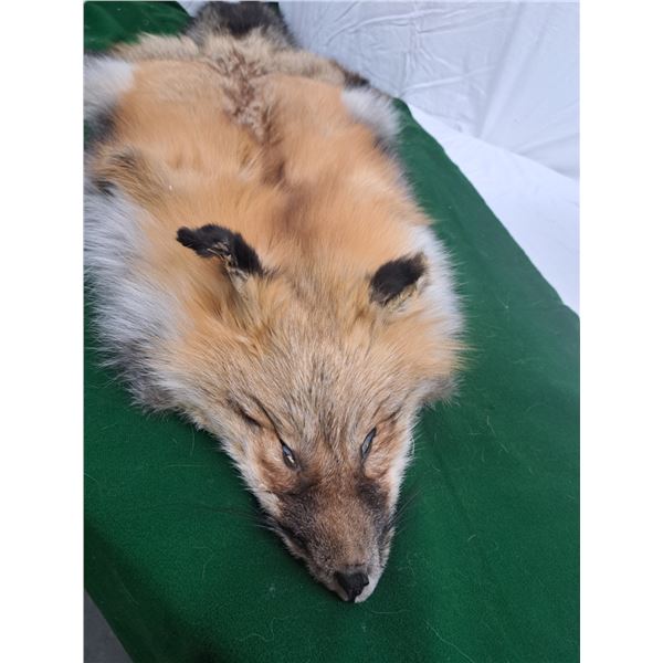 Fox Pelt
