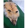 Image 1 : Fox Pelt