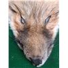 Image 2 : Fox Pelt