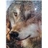Image 2 : Framed Wolf Jigsaw Puzzle
