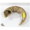 Image 1 : BIG HORN SHEEP HORN SHED (SINGLE HORN THAT HAD