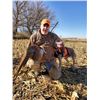 Image 3 : 2-Day Wild Iowa Pheasant Hunt for 2