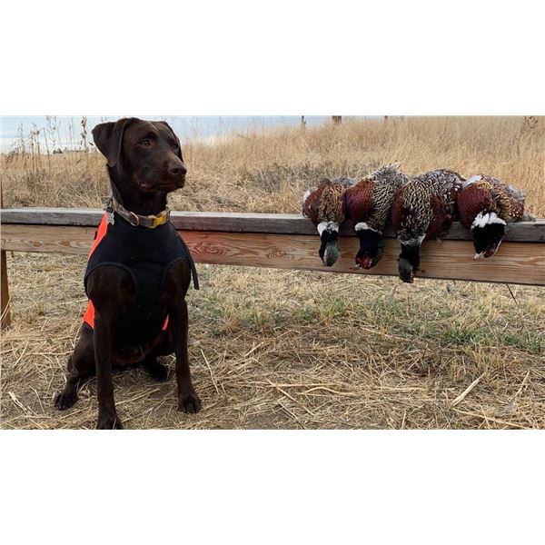 Rocky Mountain Roosters Pheasant Hunt for 4