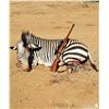Image 4 : Monkane Safaris - 2 Hunters 7-days (2 zebra or blue wildebeest,2 impala, 2 porcupine)