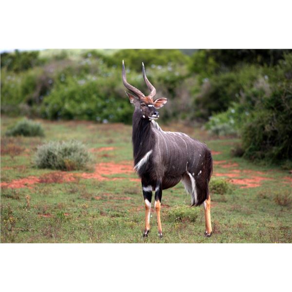 Monkane Safaris - 2 hunters 7-days (2 Nyala Bulls)