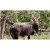 Image 2 : Monkane Safaris - 2 hunters 7-days (2 Nyala Bulls)