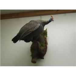 Beautiful Stuffed Guinea Fowl on wood perch (270)
