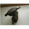 Image 1 : Beautiful Stuffed Guinea Fowl on wood perch (270)