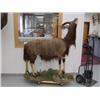 Image 1 : Life size mount of a                   Horns are 22 inches  (270)