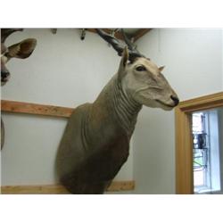 Eland Head Mount: From tips of horns to bottom of neck is 84 inches, horns are 26 inches (270)