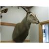 Image 1 : Eland Head Mount: From tips of horns to bottom of neck is 84 inches, horns are 26 inches (270)