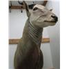 Image 2 : Eland Head Mount: From tips of horns to bottom of neck is 84 inches, horns are 26 inches (270)