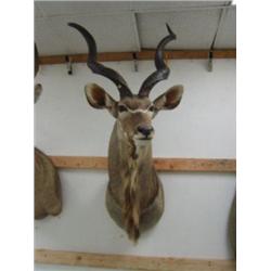 Kudu Head Mount: From tips of horns to bottom of neck is 60 inches, Horns are 34 inches (270)